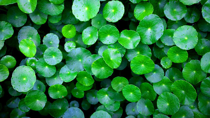 A photograph of bright-green Centella Asiatica leaves.
